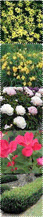 653,Coreopsis_Moonbeam,Rosa_KnockOut300,japanese_yew,Dinner Plate Peony Moonstone