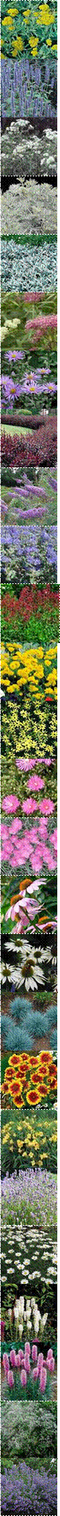 653,Leucanthemum_x_superbum_Becky_MG_1_lg,Coreopsis_Moonbeam,yarrow_moonshine_1,ss_AgastacheBF_WFFB_,THUM-34,Artemesia-arborescens-Powis,1-075-800,ginnylynn_1185463433_494_tn,c3d4a6fbda4502152f5affb9c556ac75,4003479142307,BUDDLEIA_davidii_Cornwall_Blue_BP_lg,THUM-576,coreopsis_early_sunrise,delosperma_cooperi,THUM-60,Echinacea_Purpurea_Extract,echinacea_purpurea_white_swan,5728_m,Gaillardia_Goblin_,0850034734_pr%3Fhei%3D560%26wid%3D560%26extendN%3D0,0,0,0,liatris%2520white,1812-liatris-spicata-kobold-blazing-star,WGTHUM-601,Nepeta X faassenii 'Walker's Low',THUM-156