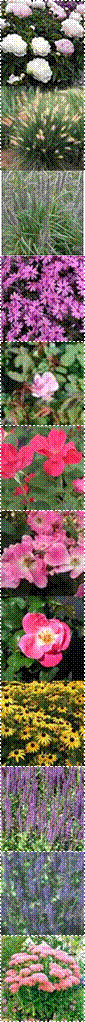 sedum,PEN-HAM-1,phlox_fort_hill,tn_Rosa_Blushing_Knockout,Rose%2520pink%2520knock%2520out,THUM-48,Rosa_KnockOut300,rudbeckia-goldsturm,salvia_lubeca,SalviaSylMainacht-for-cat,Dinner Plate Peony Moonstone