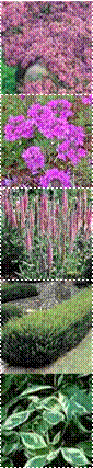 tn_Thymus_coccineus,veronica_red_fox_1,japanese_yew,45_1_small,Verbena%2520canadensis%2520%27Homestead%2520purple%27