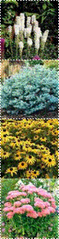 liatris%2520white,rudbeckia-goldsturm,sedum,THUM-1423