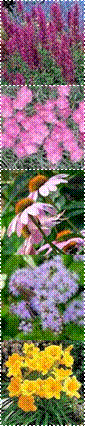 Daylily%2BStella%2Bde%2BOro,AAAAAkffQEMAAAAAAD7DHA,DETA-495,THUM-60,Echinacea_Purpurea_Extract,THUM-101