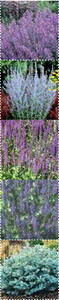 THUM-265,DETA-175,Rosa_KnockOut300,salvia_lubeca,SalviaSylMainacht-for-cat,THUM-1423