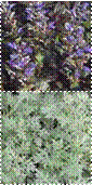 AjugaChocolateChip,artemisia%2520powis%2520castle