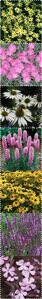 Coreopsis_Moonbeam,echinacea_purpurea_white_swan,THUM-60,1812-liatris-spicata-kobold-blazing-star,rudbeckia-goldsturm,salvia_rose_queen200,tn_Saponaria_Max_Frei