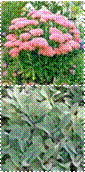 sedum,THUM-3070