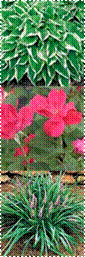 Rosa_KnockOut300,liriope,White Edged Hosta