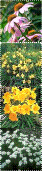 Daylily%2BStella%2Bde%2BOro,653,Echinacea_Purpurea_Extract,WGTHUM-536