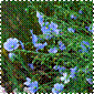 Linum lewisii