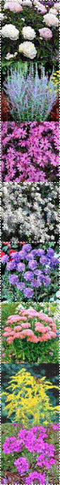 sedum,DETA-175,phlox_fort_hill,AAAAAhijRokAAAAAAEHnyQ,ScabiosaButterflyBlue,GoldenRod,Verbena%2520canadensis%2520%27Homestead%2520purple%27,Dinner Plate Peony Moonstone