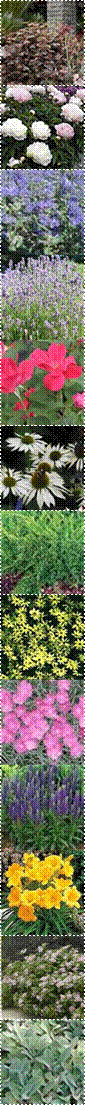 Daylily%2BStella%2Bde%2BOro,Coreopsis_Moonbeam,echinacea_purpurea_white_swan,physocarpus_diabolo_1,THUM-156,0850034734_pr%3Fhei%3D560%26wid%3D560%26extendN%3D0,0,0,0,Rosa_KnockOut300,imageview,THUM-60,THUM-330,Spiraea%2520P%2520Parasol_4933c,THUM-3070,Dinner Plate Peony Moonstone