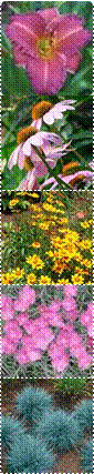 5728_m,coreopsisgrandiflorababysun_mg_2_sq,2085,Echinacea_Purpurea_Extract,THUM-60