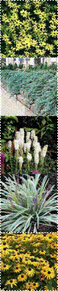 Coreopsis_Moonbeam,bluerugjuniper,liatris%2520white,4477_l,rudbeckia-goldsturm